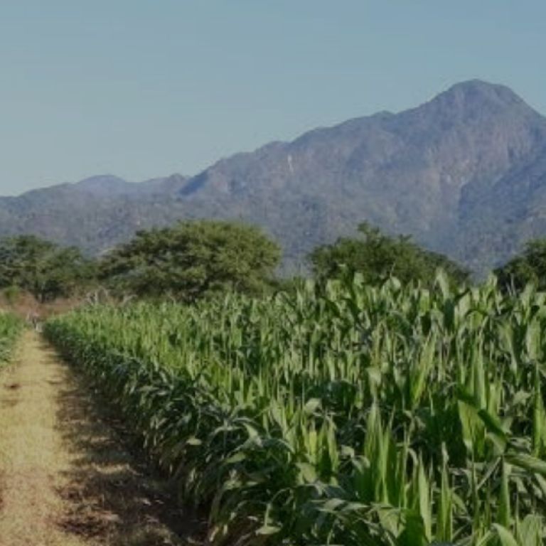 MAS Seeds приобретает генетику и R&D программу для тропической кукурузы компании FGI