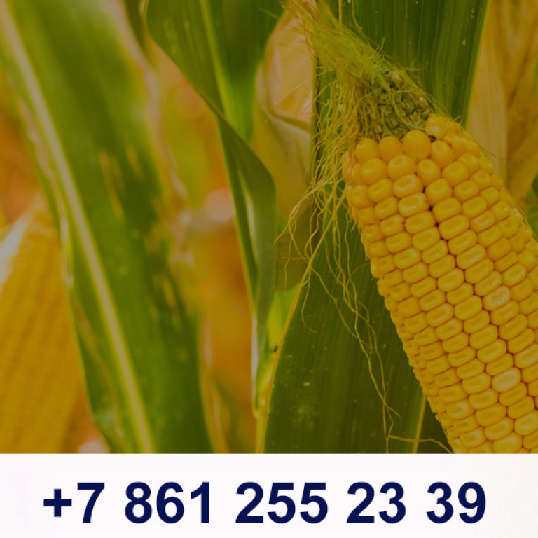 Гибрид кукурузы МАС 20.А:  оптимальное качество  зерна для крупы